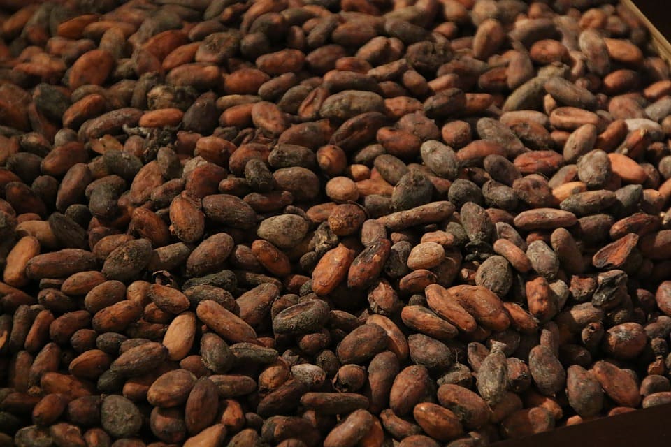 cocoa shell grinding