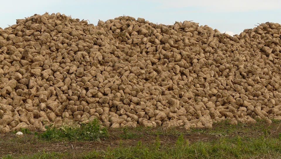 sugar beet processing